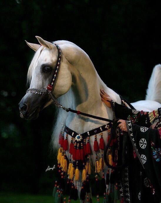 af_horse6's tweet photo. ♥️♥️♥️♥️🐎 https://t.co/YiX72mmvKg