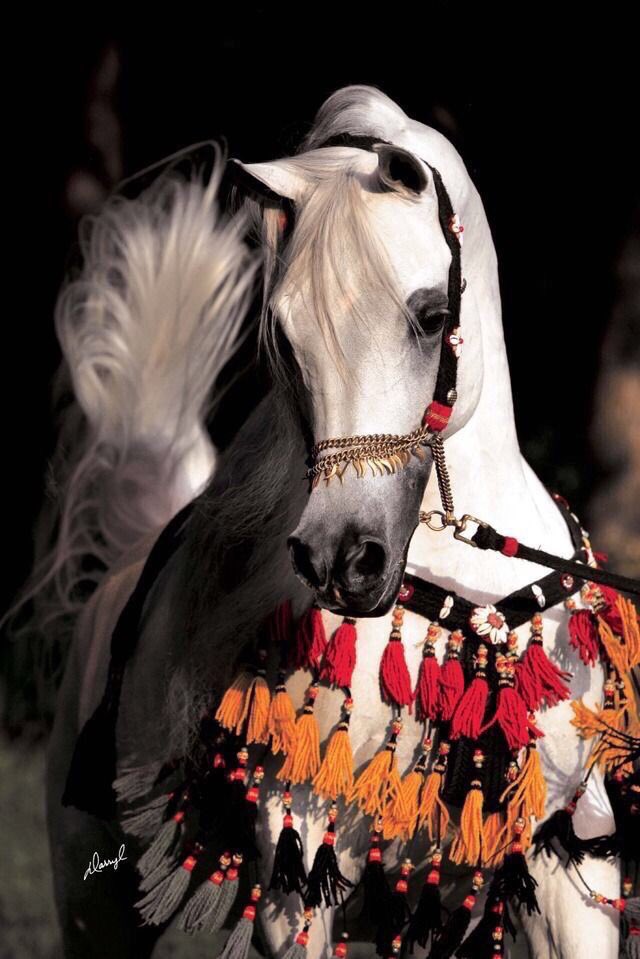 af_horse6's tweet photo. ♥️♥️♥️♥️🐎 https://t.co/YiX72mmvKg