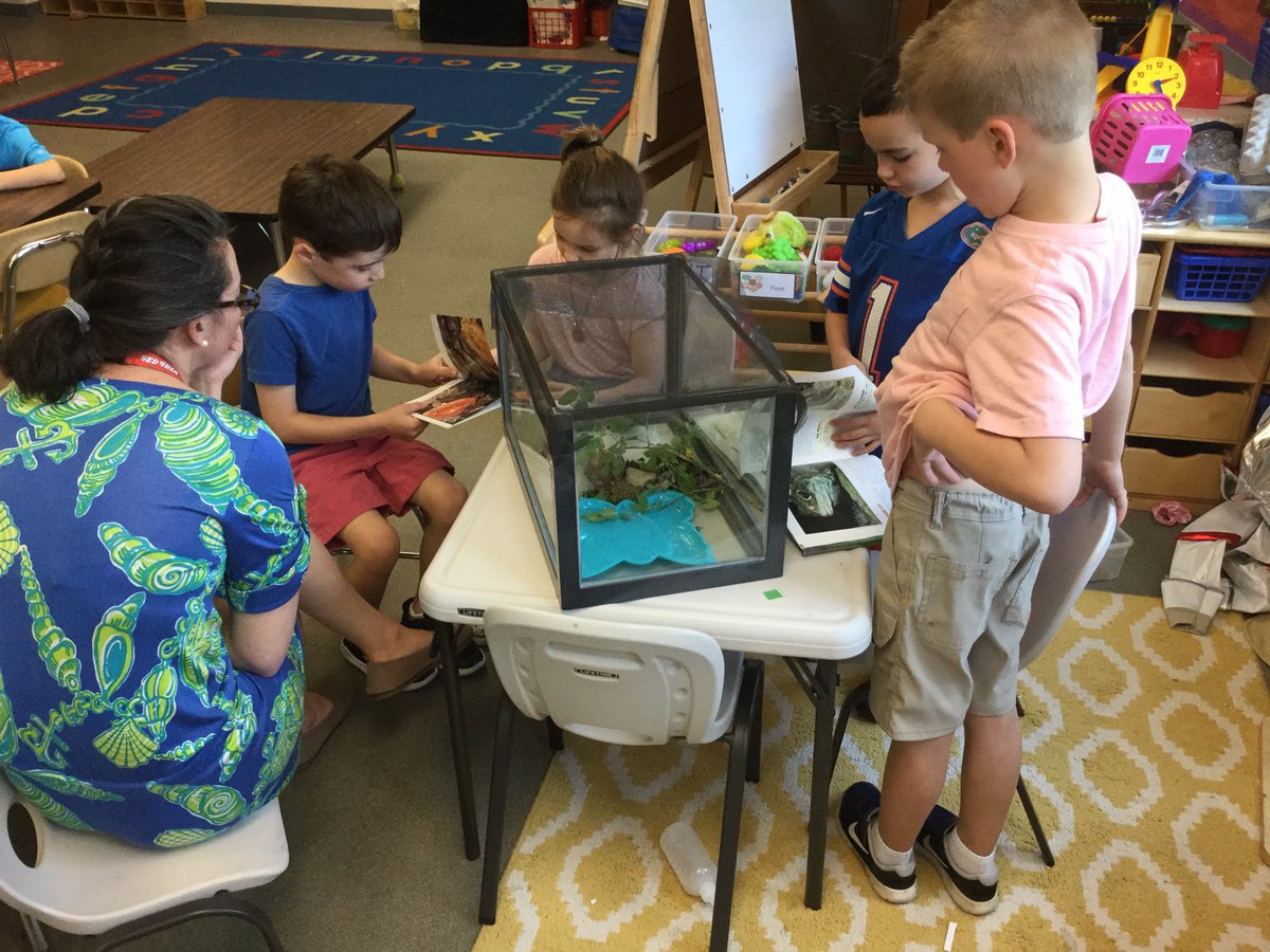 MJensen112's tweet photo. Toad or frog? We found it outside today! Now we need to figure out which it is and find food it will like @LincolnLions112 https://t.co/Au41Sy0fcY