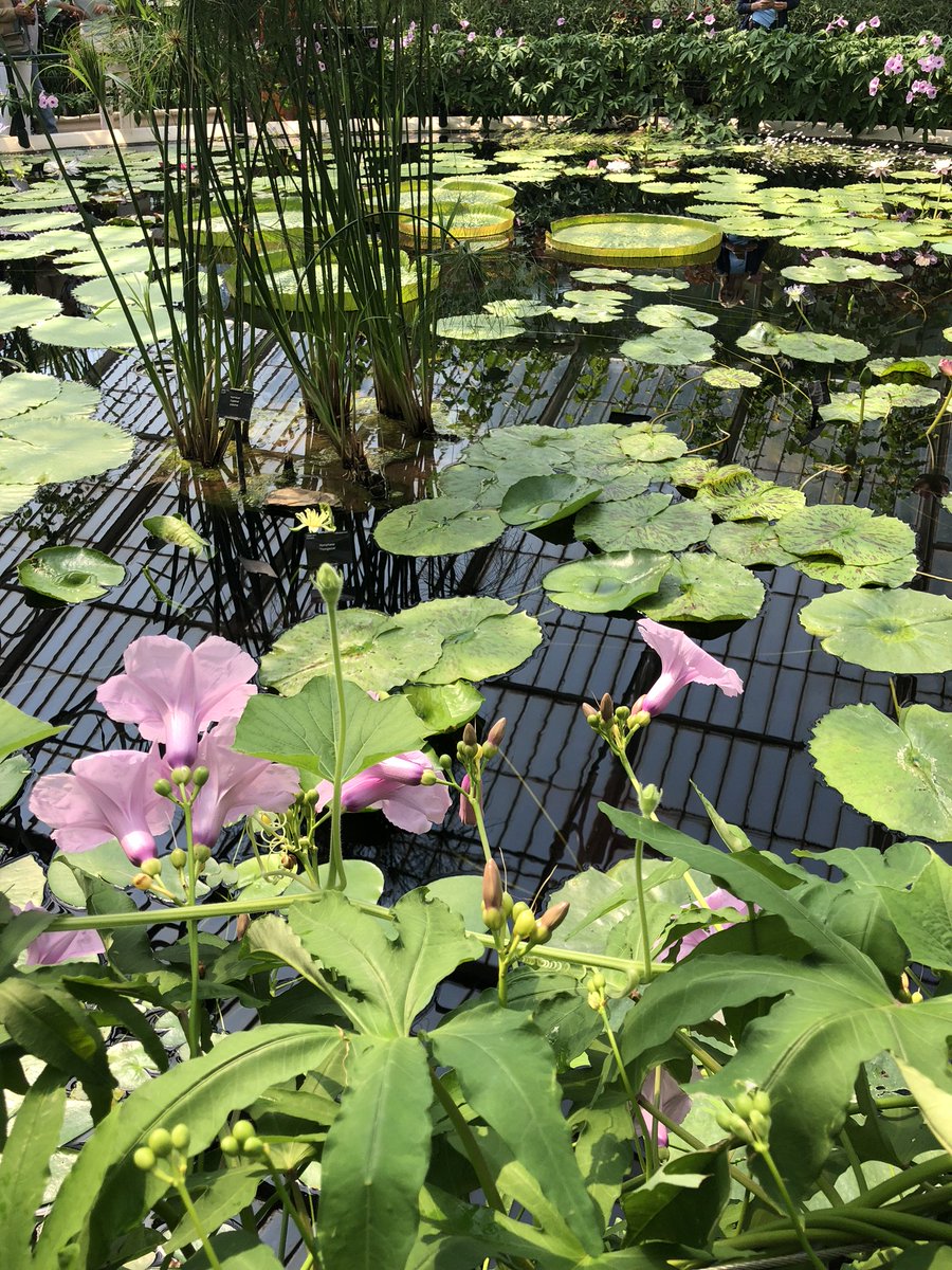 ConservatoryCra's tweet photo. We are here! #2018chelseaflowershow #London #RHSChelsea #GardenersWorld #RHSChelseaFlowerShow #2018gardentour #conservatorycraftsmen #GardenersWorld #GardenFeelGood https://t.co/dsJ1IlLyOa