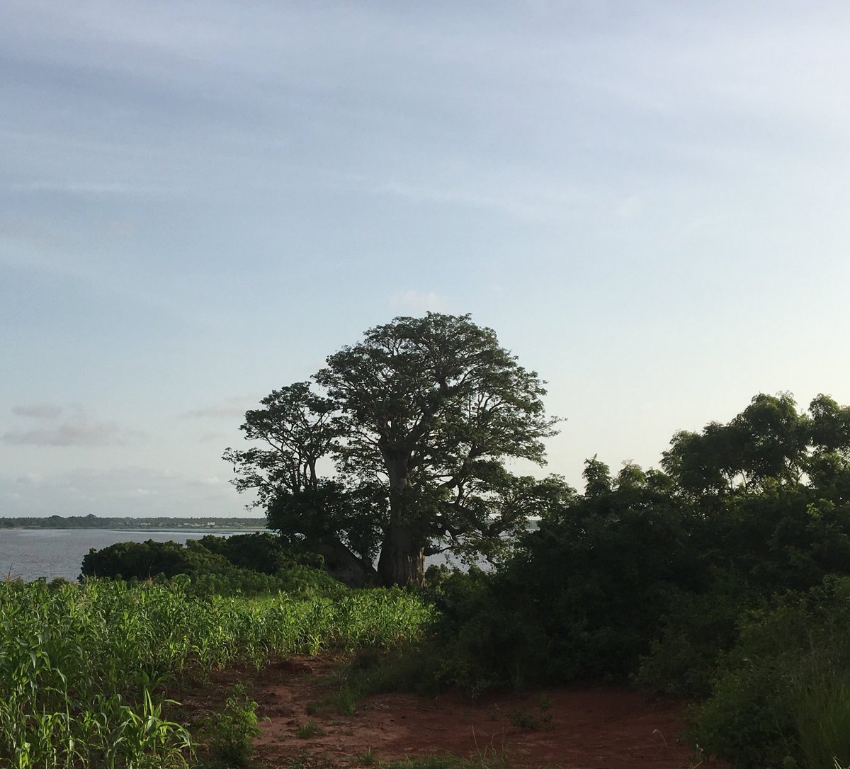 stephalderman's tweet photo. Iconic Africa https://t.co/f1RuMbUK9Q