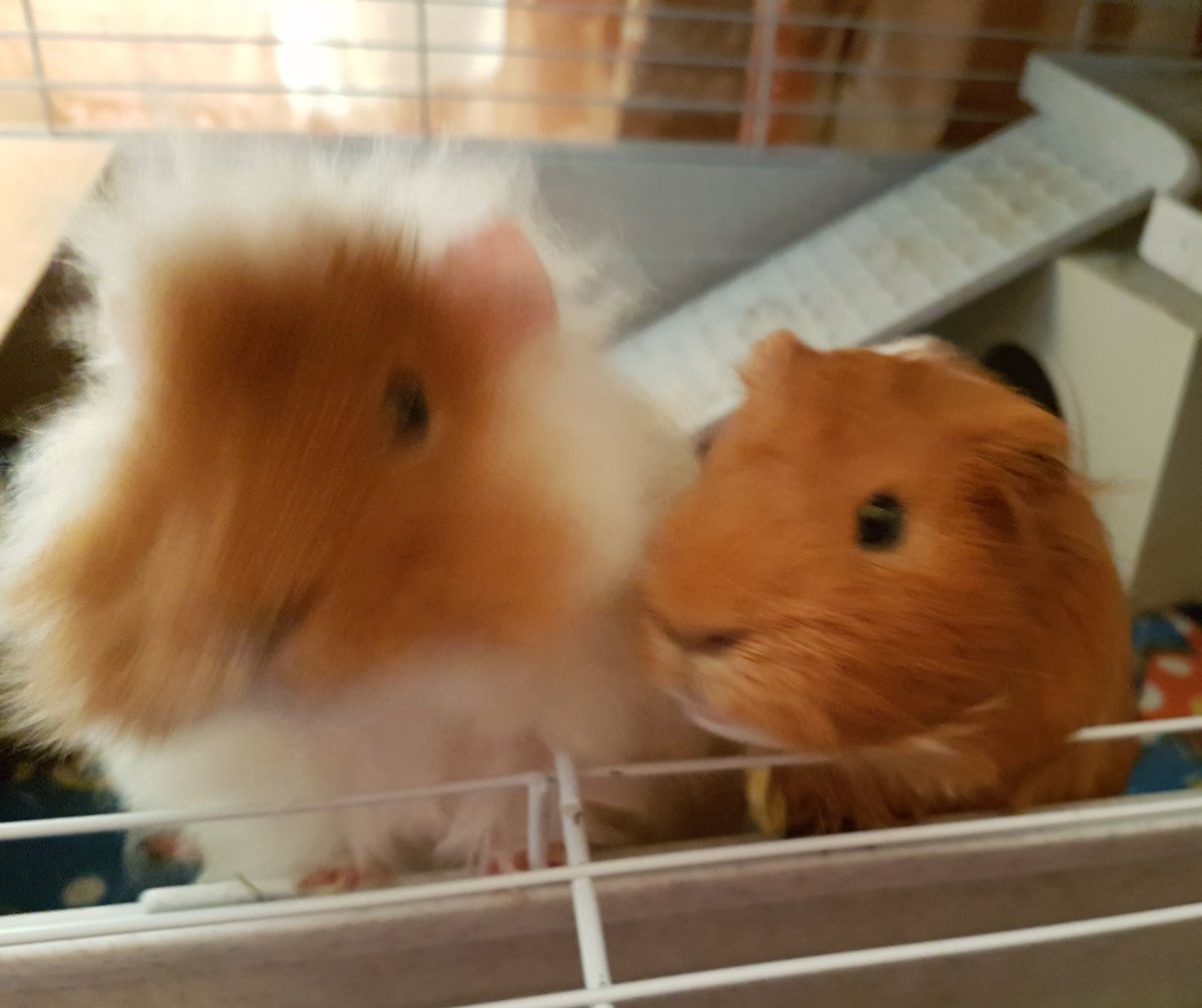 thepigposse's tweet photo. I do love my #GingerDuo 😍💞😍
#guineapig #cavy #thepigposse #TheFurryBachelor #LuckyNo13 https://t.co/3sn0GM8bxw