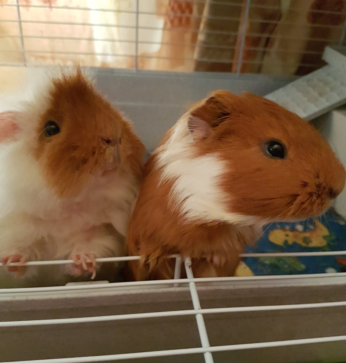 thepigposse's tweet photo. I do love my #GingerDuo 😍💞😍
#guineapig #cavy #thepigposse #TheFurryBachelor #LuckyNo13 https://t.co/3sn0GM8bxw