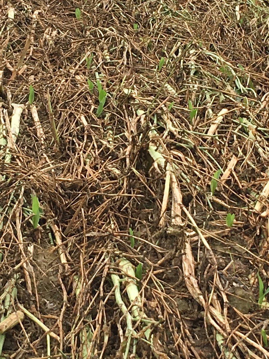 greenfarming_be's tweet photo. @HenrardPhilippe Ici aussi😉 https://t.co/tb44u8ZVNg