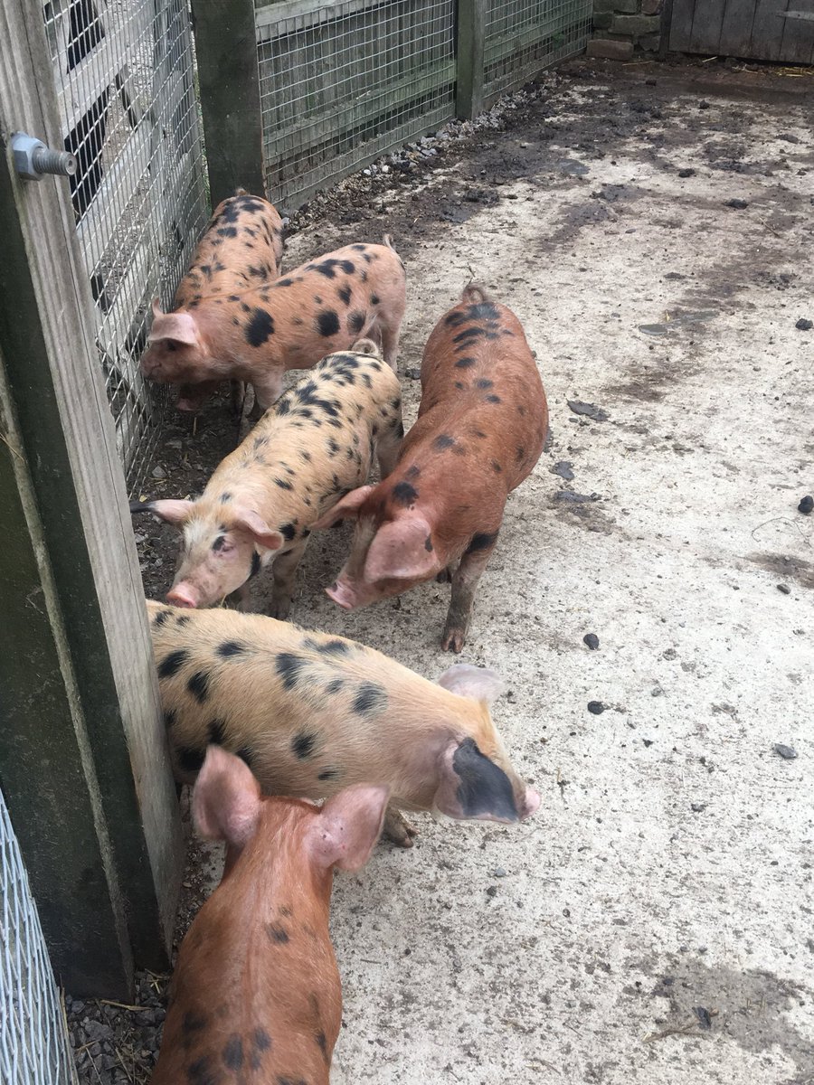 Jess_Robins18's tweet photo. Thank you to @MichelmoresLaw and @Wick_Court together with the @farmersforaweek team for a lovely evening learning all about a great charity and meeting some top City Children! #charity #farmsforcitychildren #farmtofork #countryliving #wickcourt #farmers https://t.co/733psFQIUM