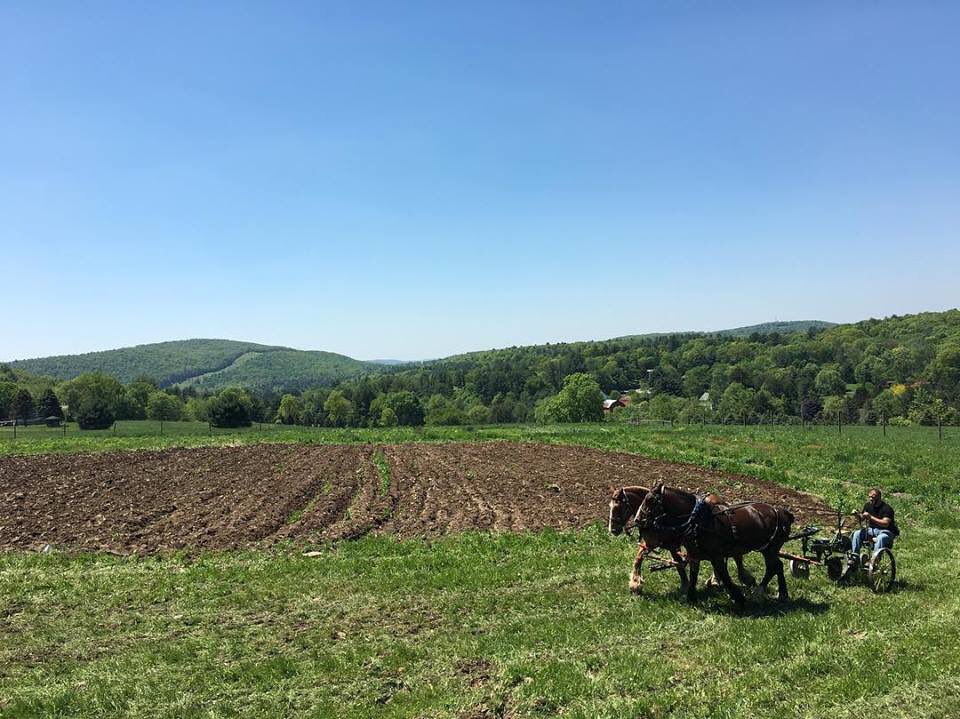ClancyCHarrison's tweet photo. Horses are breaking ground to fight hunger! @MisericordiaU #FARMU #FoodDignity #RDchat https://t.co/iJ5Z0myfDN