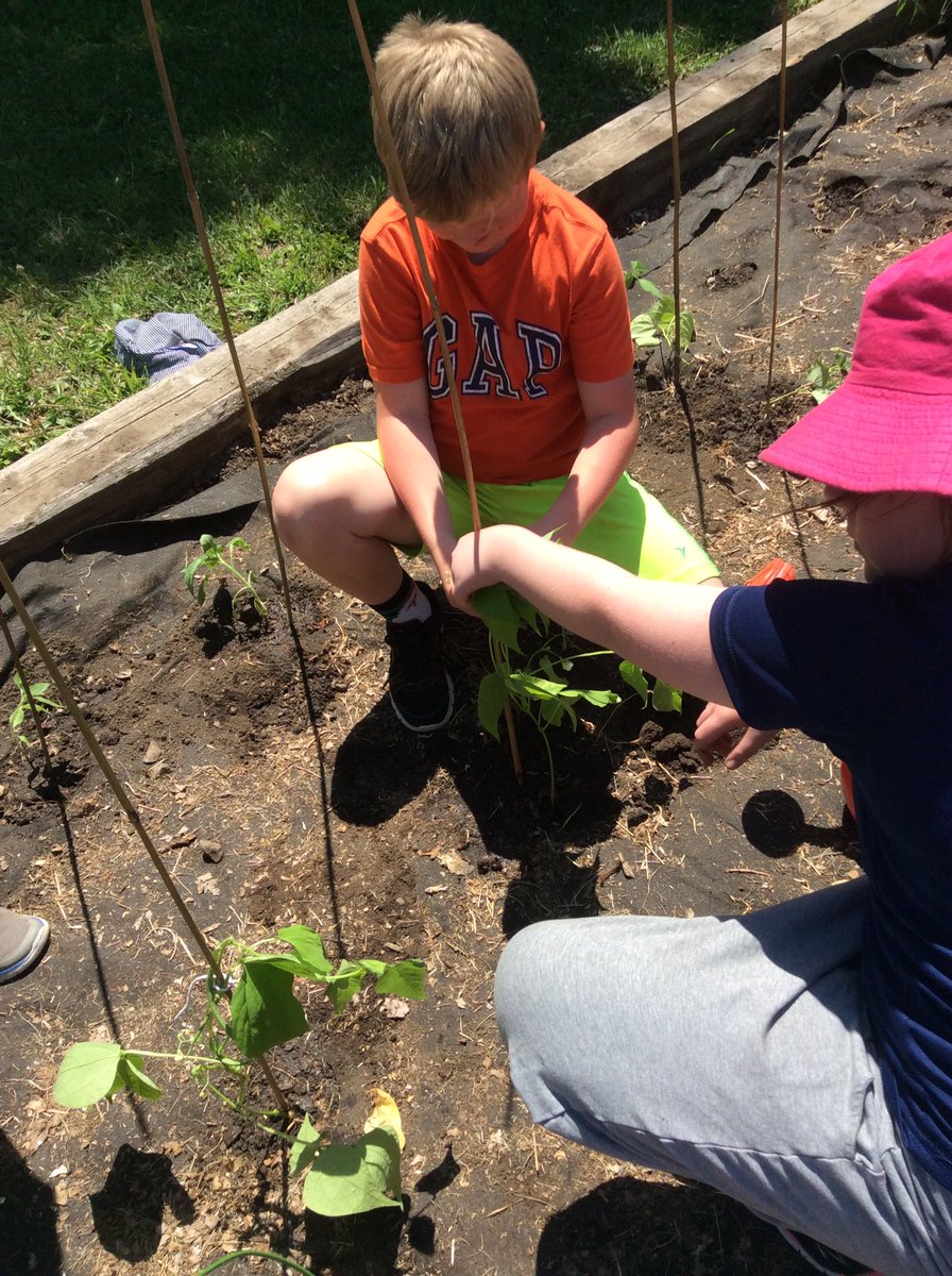 LisaDurepos's tweet photo. The vegetable gardens are in! Thanks to our @ON_EcoSchools team and student volunteers. We are trying to grow the three sisters this year (corn, squash and beans) along with some flowers, peas and celery. @alcdsb_stms #letitgrow #GetOutside https://t.co/Mrvkbr9BLt