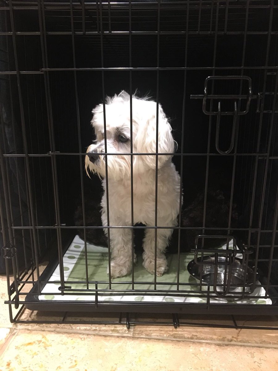 adv_of_fenton's tweet photo. When Poppa puts you in jail an forgets to turn the big light off 😳. Luckily Aunty Emily saved me 😍. #dogblog https://t.co/1vKoylxxQe