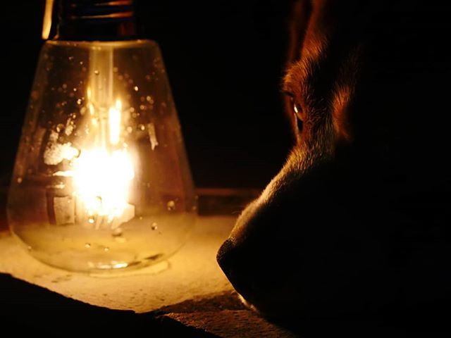 photosimon06's tweet photo. Shadow... #petportrait #beagle #beaglemodel #beaglelife #beaglelover #haroldlafripouille #vismaviedebeagle #shadow #light #night #valbonne #valbonnevillage #alpesmaritimes #paca #cotedazur #france #lumixgx8 #fredphotos #igersfrance https://t.co/c3PAJsecPA https://t.co/Iq0iQkWcbK