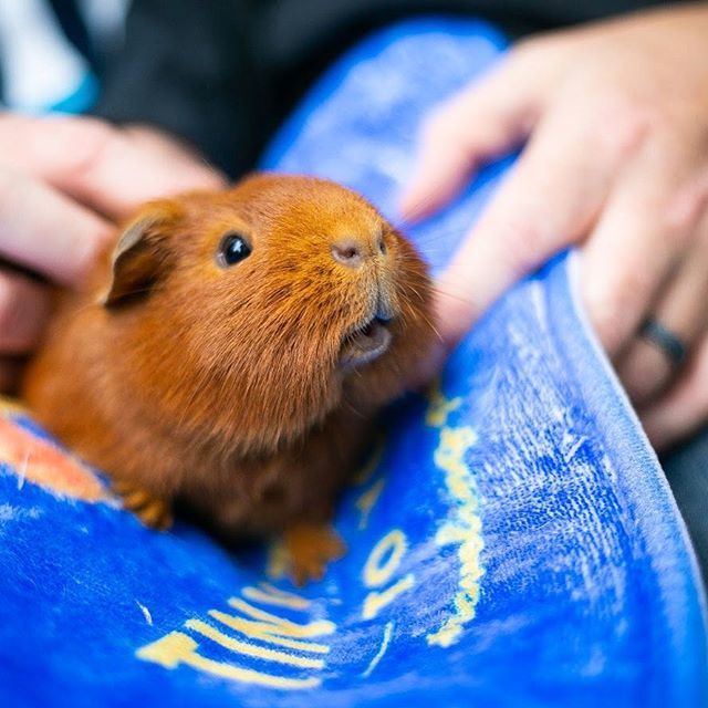 TinyTailstoYou's tweet image. Always ready for treats!
.
.
.
#thenoseknows #atxfun #austinbirthdays #happypig #atxanimals #tinytailstoyou #austinlocalbusiness ift.tt/2kmFudx