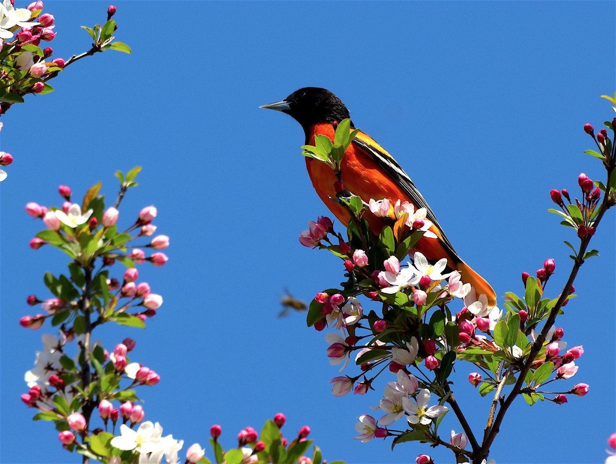 On a Clear Day You Can See Forever ... Baltimore Oriole atop the most beautiful perch in #Ottawa. #Birds #birding