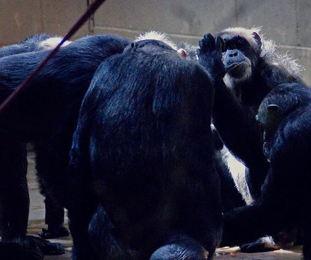 ArtistAnde's tweet photo. Important managers meeting! 😀

#chimpanzees #chimpanzee #chimps #chimp #primate #primates #monkeys #monkey #wildlife #wildlifephoto #wildlifelovers #wildlifeaddicts #instawildlife #animal #animals #animalphoto #animalplanet #photooftheday #dudleyzoo https://t.co/vUnqNMsI1P https://t.co/yXL1P7FvSE