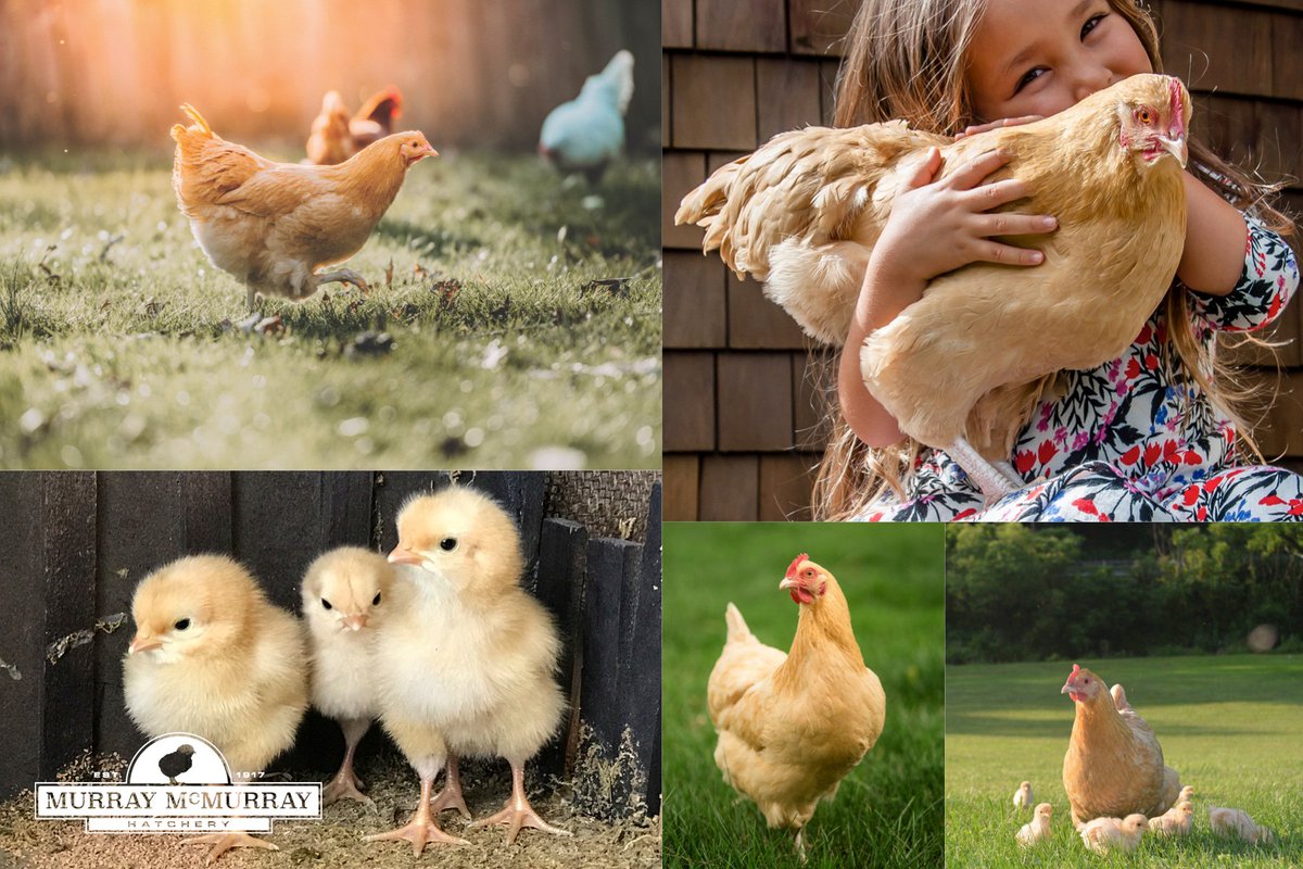 MurrayMcMurray's tweet photo. Looking for a chicken that has a sweet disposition, is a great layer, & is cold-weather hardy? You can't go wrong with Buff Orpingtons! They are an all-around great breed & a frequent choice by families with children. https://t.co/sl2IGLGPUo — #brownegglayers #backyardchickens https://t.co/FGvHHbMKdM