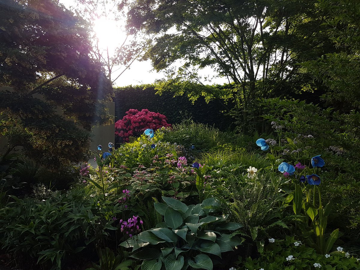 kateginty's tweet photo. Very fortunate to work on a really special garden @chrisbeardshaw @NSPCC @MorganStanley @The_RHS #ChelseaFlowerShow . Thank you for your support @palehallhotel  #experience #development #learning #inspiration
RHS People's Award choice link...
https://t.co/FxeV4ziCju https://t.co/jdgU2XRjMC