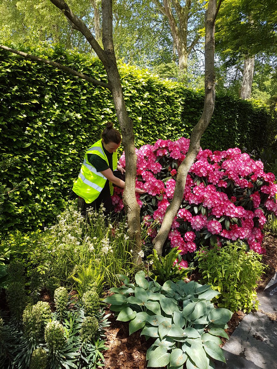 kateginty's tweet photo. Very fortunate to work on a really special garden @chrisbeardshaw @NSPCC @MorganStanley @The_RHS #ChelseaFlowerShow . Thank you for your support @palehallhotel  #experience #development #learning #inspiration
RHS People's Award choice link...
https://t.co/FxeV4ziCju https://t.co/jdgU2XRjMC