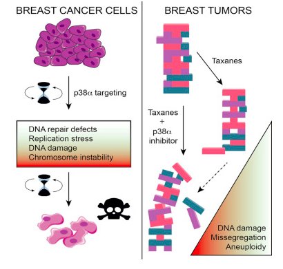 Nebreda <a href="/IRBBarcelona/">IRB Barcelona</a> &amp; colleagues show that p38α regulates DNA repair and targeting p38α has therapeutic potential in breast cancer, particularly in combination with chemotherapies that induce chromosome instability. ow.ly/B7n030kaxJx