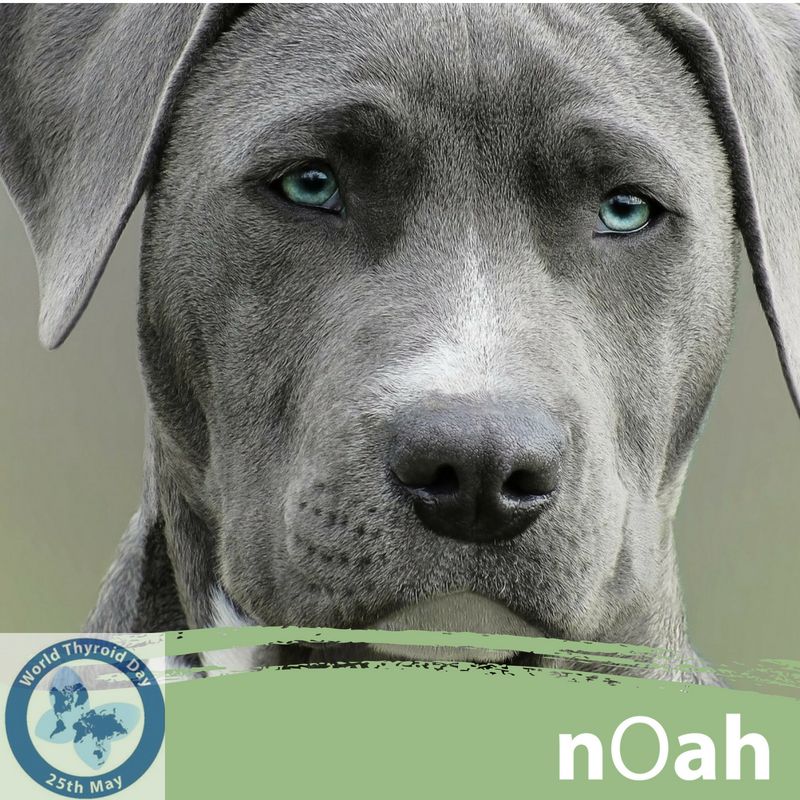 NorthcoteAH's tweet photo. WORLD THYROID DAY
*
Did you know that pets too can suffer from thyroid disorders which can affect their health and well being. 
#worldthyroidday 
#northcoteanimalhospital #vetclinicmelbourne https://t.co/VX0q4jvrb2