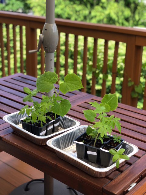 MCPL_Libraries's tweet photo. Participants had a great time doing some spring planting at #QuinceOrchardLibrary late last month &amp; look how well some of the plants are doing now! Participants took home a starter tray of 6 seeds, including edible plants and flowers! #Spring #STEM https://t.co/cs1BlbUJrt