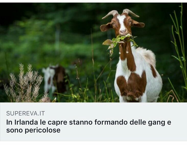 rouletterussa_'s tweet photo. Le capre ci guideranno nella Rivoluzione ✊ https://t.co/6xQHTKo3ho