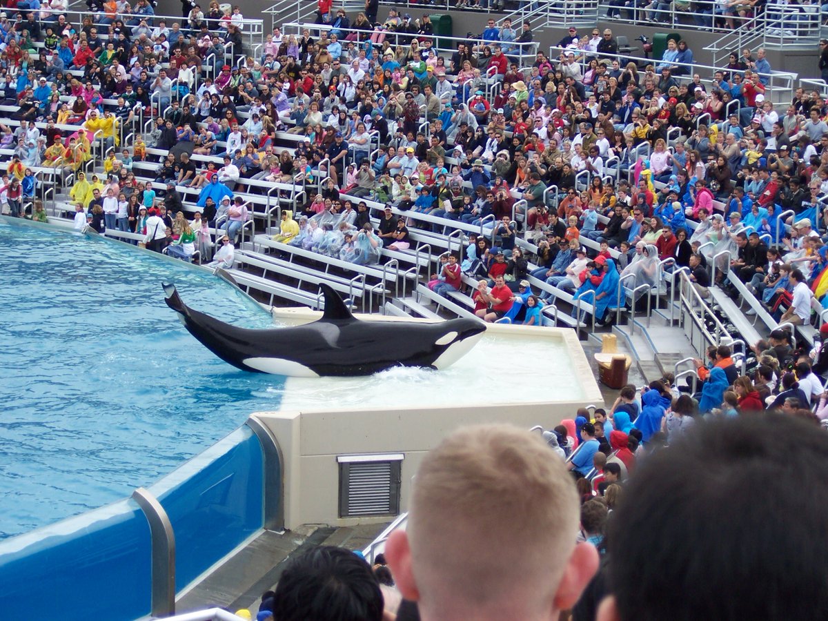 Neilfan12's tweet photo. #ThrowbackThursday Here are pics I took the 2nd time we went to #SeaWorld (on Jan. 14, 2006) as a family trip to celebrate both mine & my sister's birthdays that year. The one with dogs is from their "Pets Rule" show.🐬
🐋#SupportSeaWorld🌊 https://t.co/xeV4pagfA2