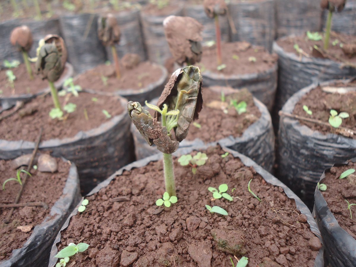 TInformationCe1's tweet photo. Cocoa seed germination  #JorgeSalazarCooperative #ElTumaLaDalia #Cocoa #Chocolate https://t.co/2B77rG0NmQ https://t.co/o2Zgv0z9yy