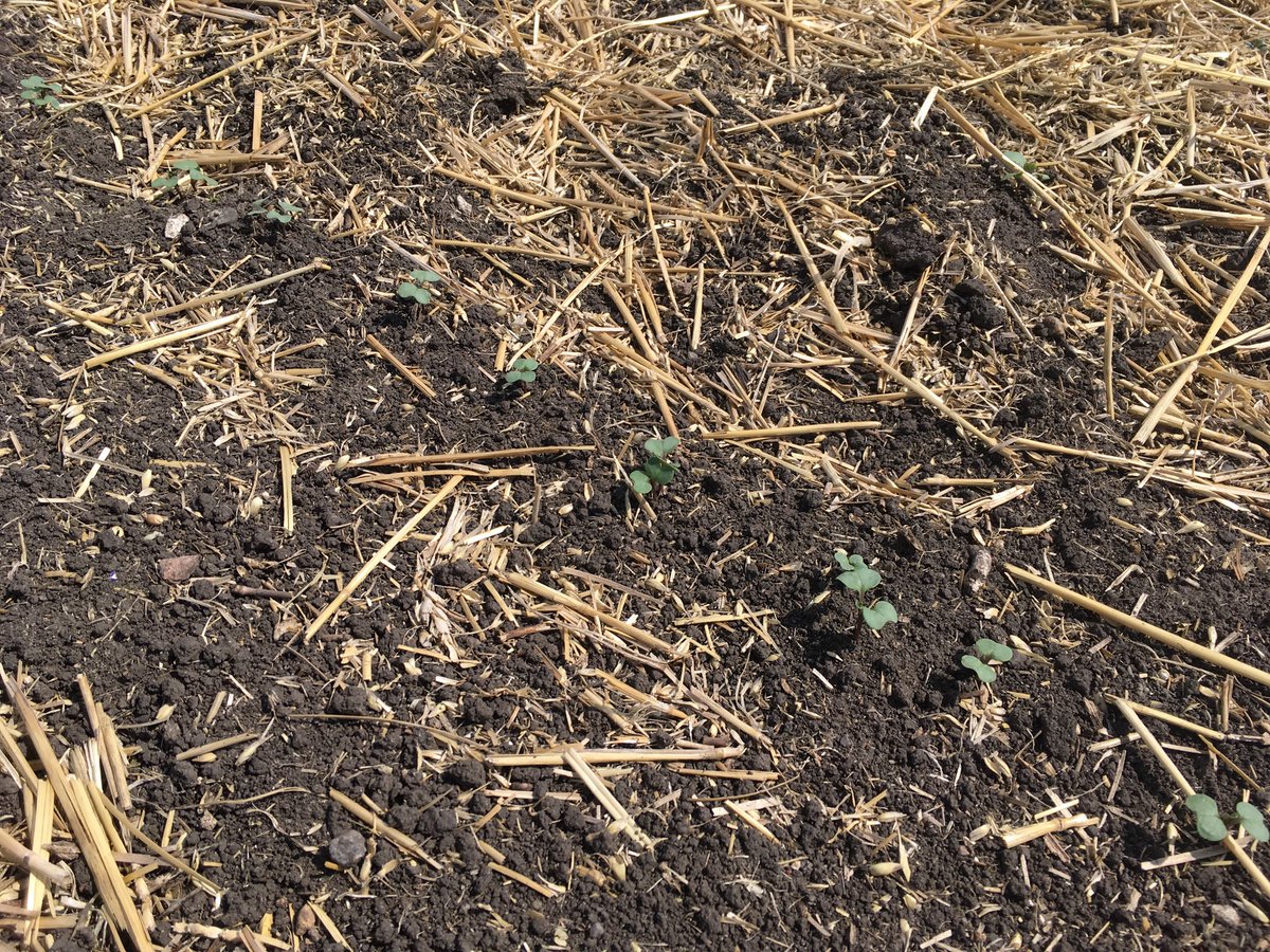 VaderstadNA's tweet photo. Canola is beginning to emerge at the @PattisonAg trials. Check out the even spacing! #plant18 https://t.co/LmLyZhQfau