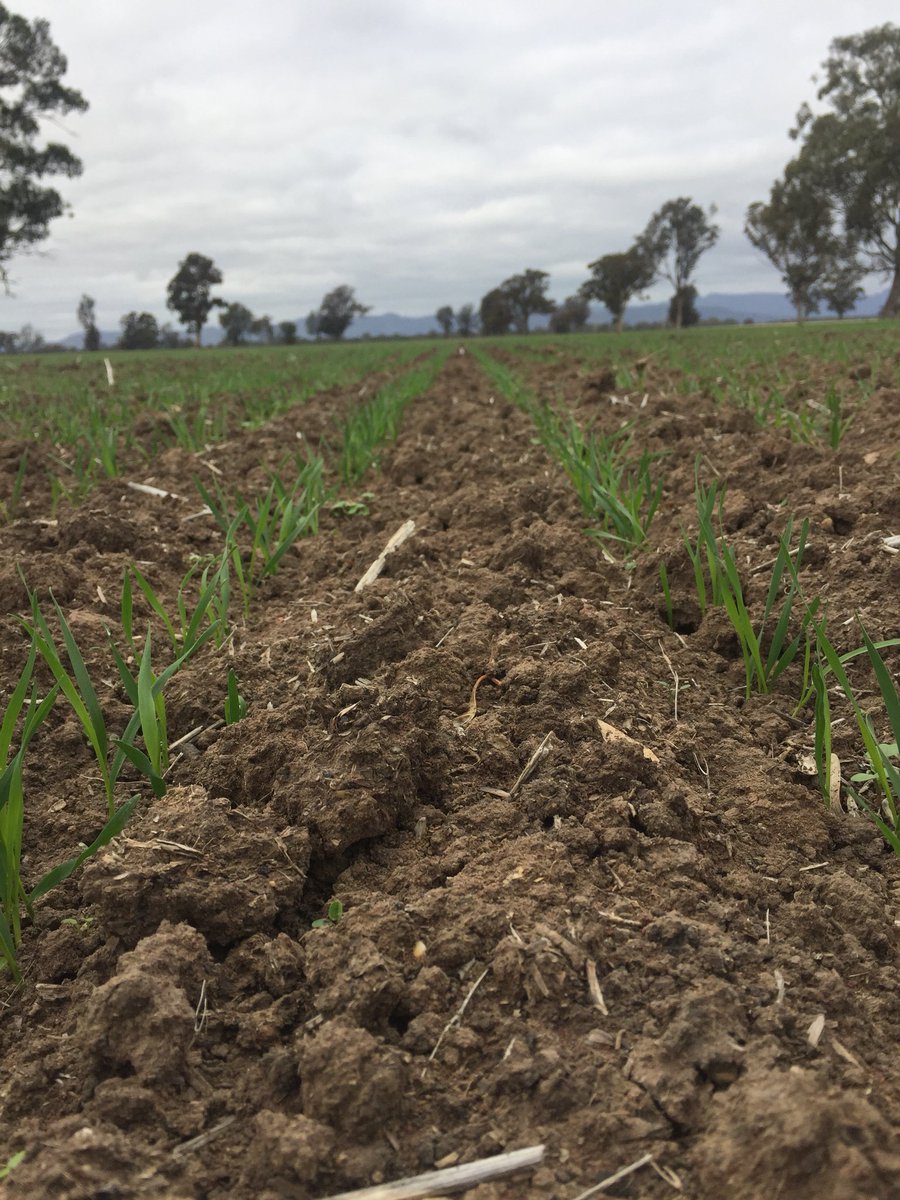 Nice to see some wheat emerging well on heavy soil. Sown before minimal rain.