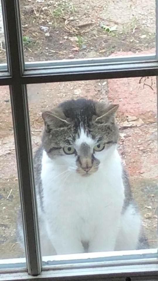 SistersInBiz's tweet photo. Pls RT #FoundCat in #Mapleville #RhodeIsland
Found on Victory Hwy This cat has been making itself comfortable at a residence and trying to get inside for several days. Sex unknown at this time.
Call the Shelter 401 568-9480
https://t.co/7Sylf4gH3F
#Burrillville #RI https://t.co/XQNlRpUI8u