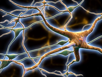 transfectionCRO's tweet photo. They form glial scars, which have been found essential for #regeneration to occur. #Altogen Biosystems contributes to the development of new therapeutics by developing the Astrocyte #transfection kit for primary #astrocytes and #astroglia. https://t.co/biJjs8VmTJ https://t.co/7XzigByeOn