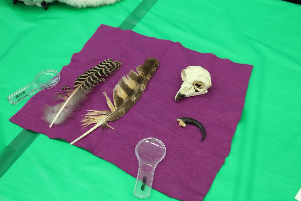 Magnet157's tweet photo. Our school mascot spits up THAT??? Thanks to @prospectparkzoo for bringing some owl pellets to our Magnet Festival! We found small bones and feathers in them, and learned a lot in the process! @TheWCS @NYCSchools @MagnetSchlsMSA @NYCSD14 #futurezoologists #zoo #STEM #wiseowl #yum https://t.co/vgGc0PJbFt