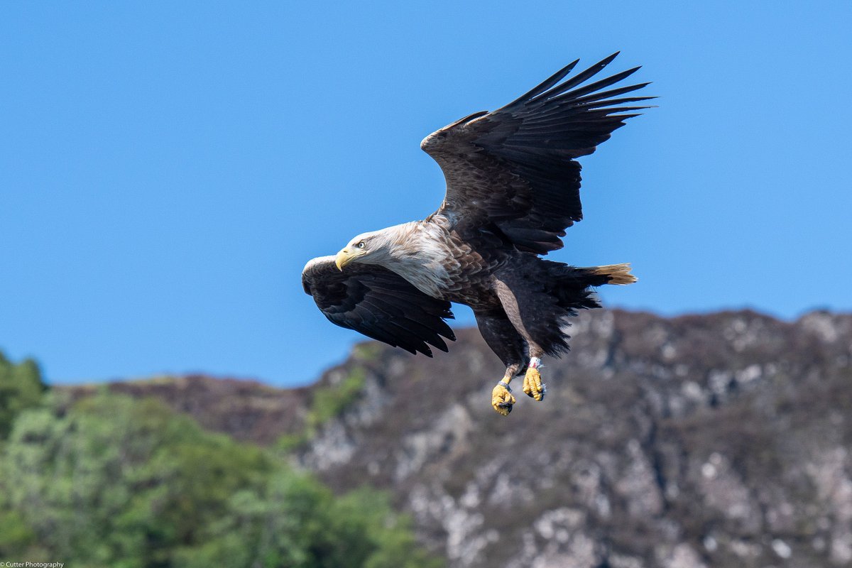 Delighted with this capture. White tailed eagle.