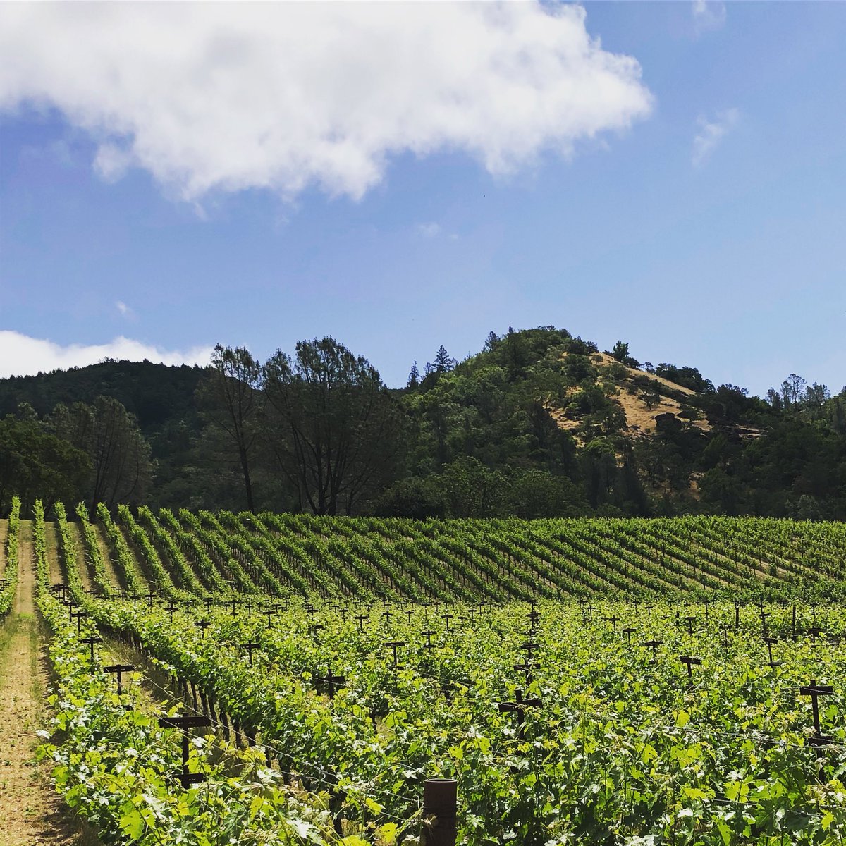Meticulous vineyard management side by side with untamed canyon wilderness. 
.
.
.
#kellyflemingwines #estatecabernetsauvignon #vineyardviews #sustainablefarming #napavalley