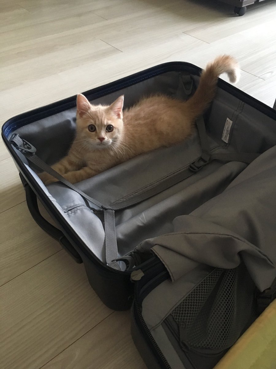 つなまる Tsuna Maru Twitter