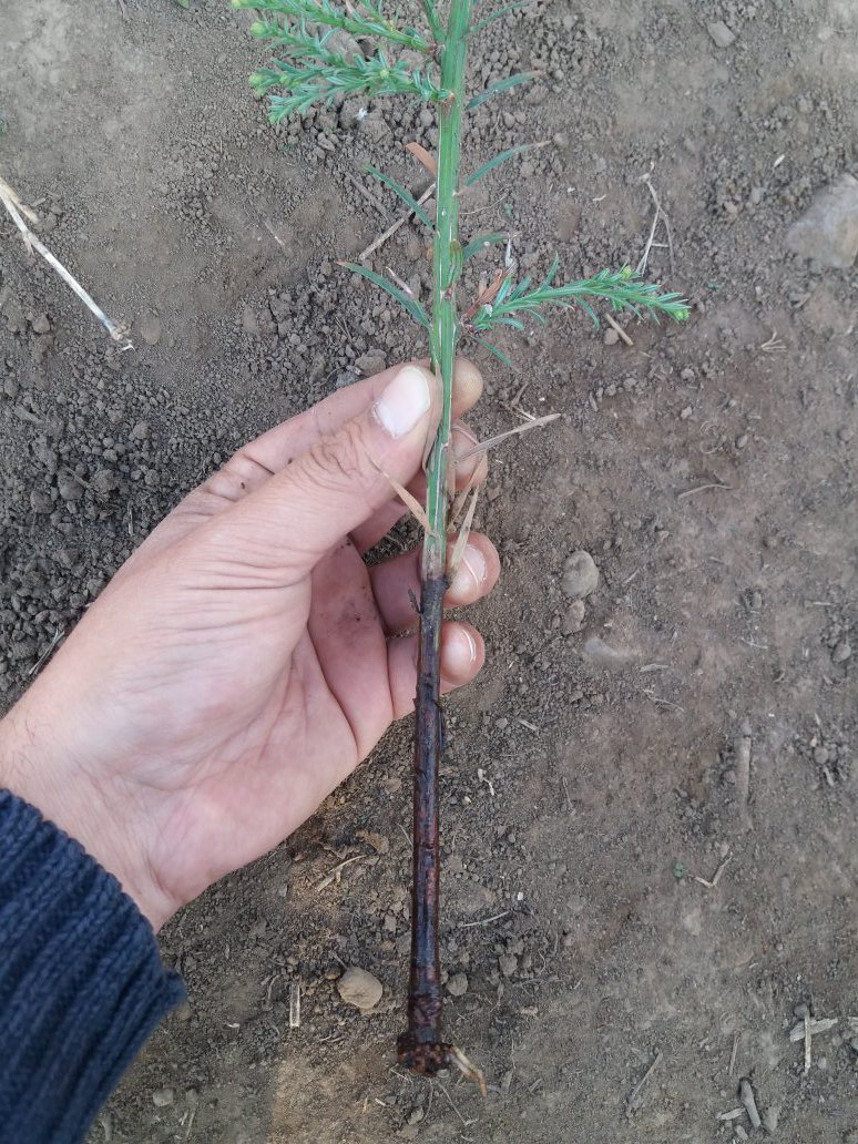 colegioagricNMV's tweet photo. #romeral plants of #sequoya with several adventitious #roots maded by our #students #agriculture #trees #forest #sempervirens #agriculture #curico #botanical #coniferas #secuoyas https://t.co/f9Z2g0HZSP