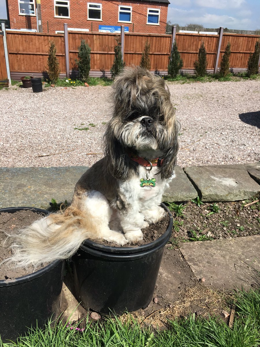 CrazyDogsLady's tweet photo. Love chilling in my plant pot #plantpot #chilling #shihtzu https://t.co/5wnpRyDZpF