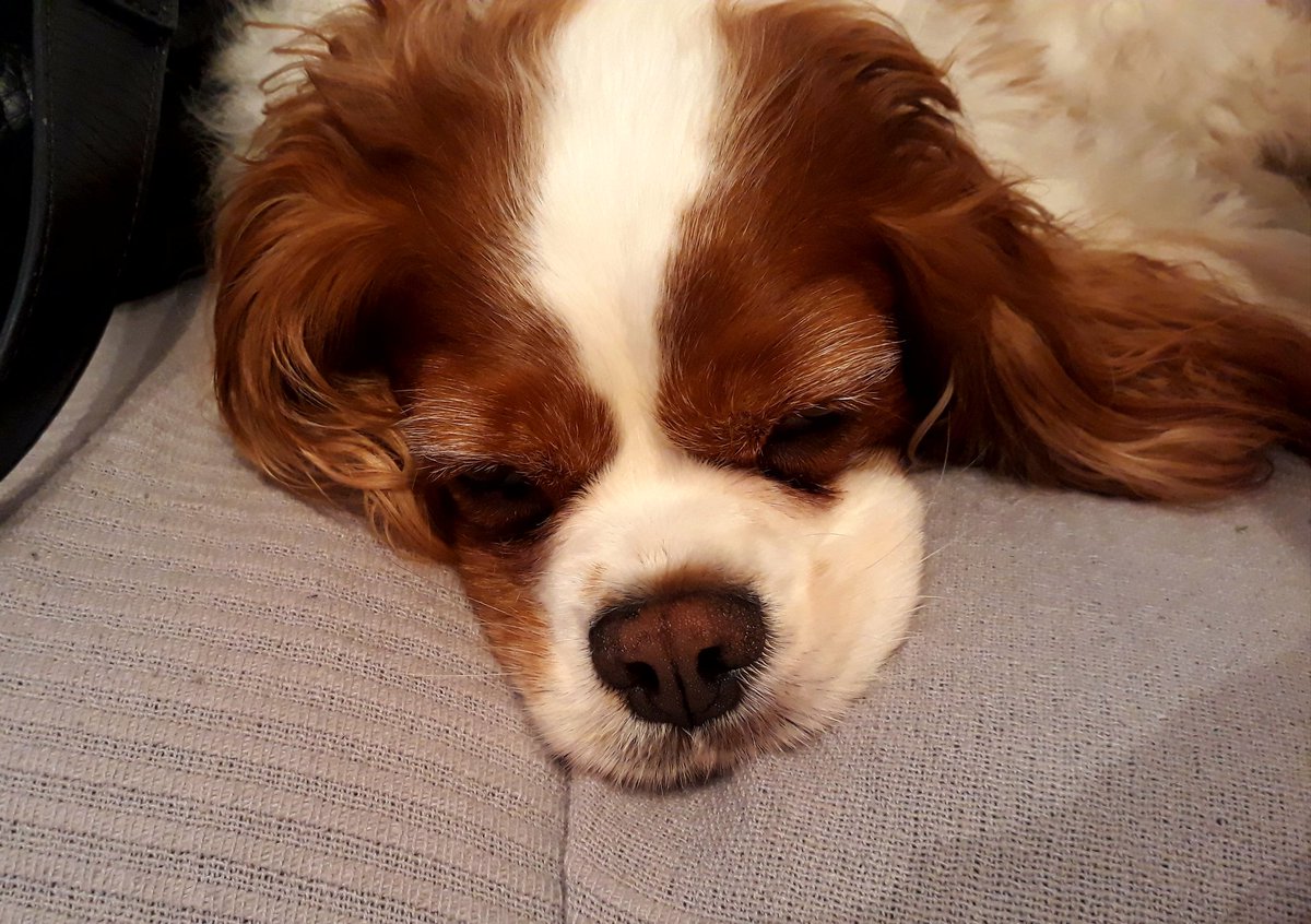 SneakyCavaliers's tweet photo. Going on a trip to the V word tomorrow! Gonna have my teef looked at and dat silly lump removed. Wish me luck! #izzycav #cavpack #cavalierkingcharles https://t.co/kNhopIgZrj