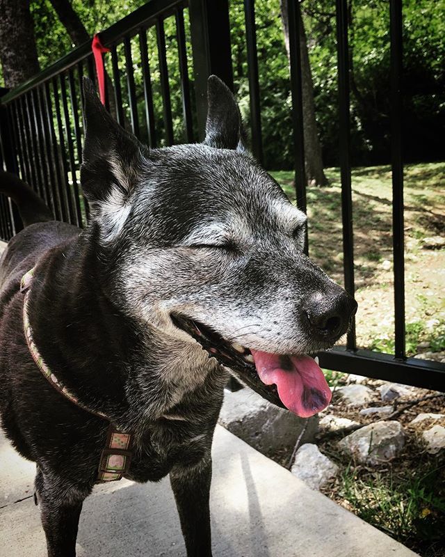 baileyandrushie's tweet photo. Beautiful day at the park! 👌🐶
#cutedogs #cutedog #cutedoggos #dog #doggos #dogs #labmix #doglove #dogsofig #doglover #doglife #labs #labradors #basenjis #dogsofinstagram #cutelabs #cutepets #pets #petlife #cutepuppies #doggielove #doggiedays #boop #dogdays #petsofig #dogsroc… https://t.co/AjSvXBFKNa