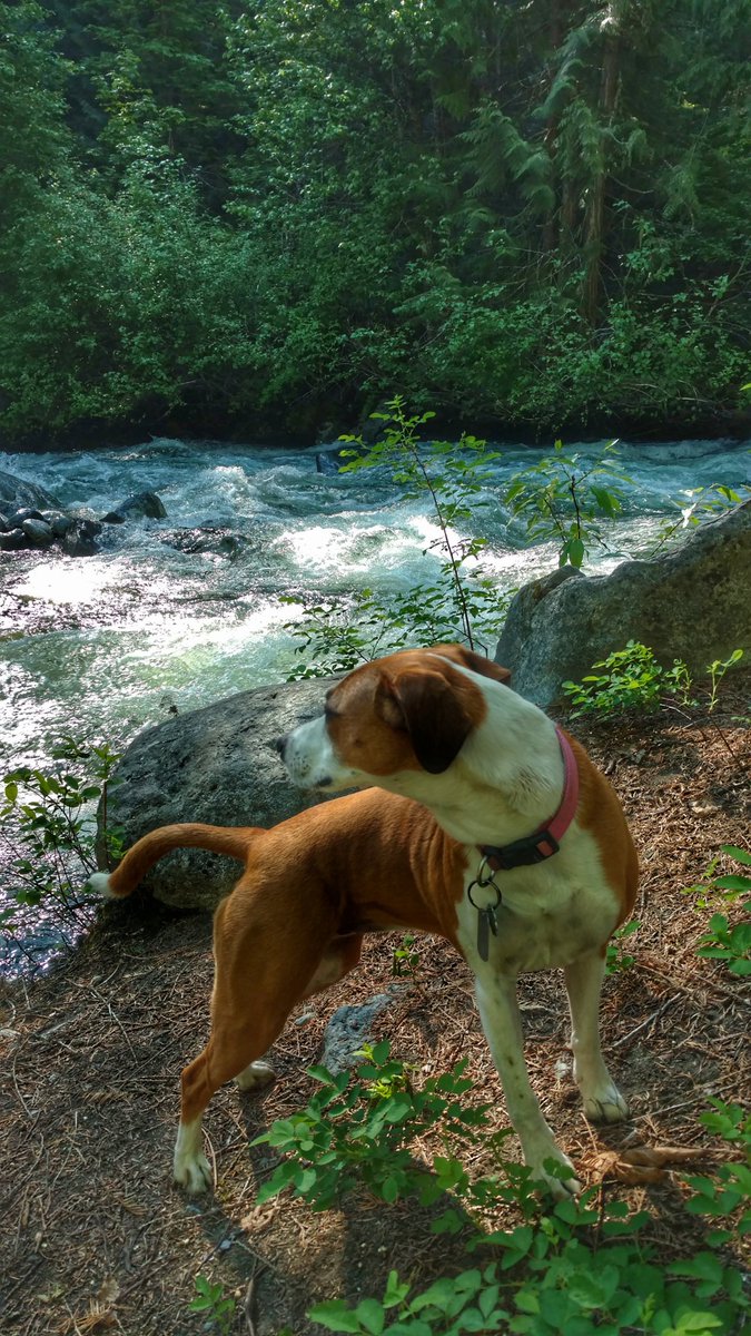 Trixie_Charlie's tweet photo. Went looking for a dog who was swept down stream yesterday. Unfortunately we had no luck finding her. :( #dogsoftwitter #boxerbeagle #boxerdog #hiking #blewettpass #ingallscreek #pnw @dogcelebration https://t.co/zDrcFY47l7