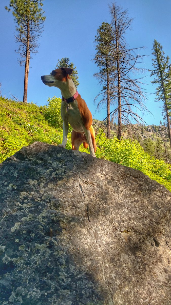 Trixie_Charlie's tweet photo. Went looking for a dog who was swept down stream yesterday. Unfortunately we had no luck finding her. :( #dogsoftwitter #boxerbeagle #boxerdog #hiking #blewettpass #ingallscreek #pnw @dogcelebration https://t.co/zDrcFY47l7