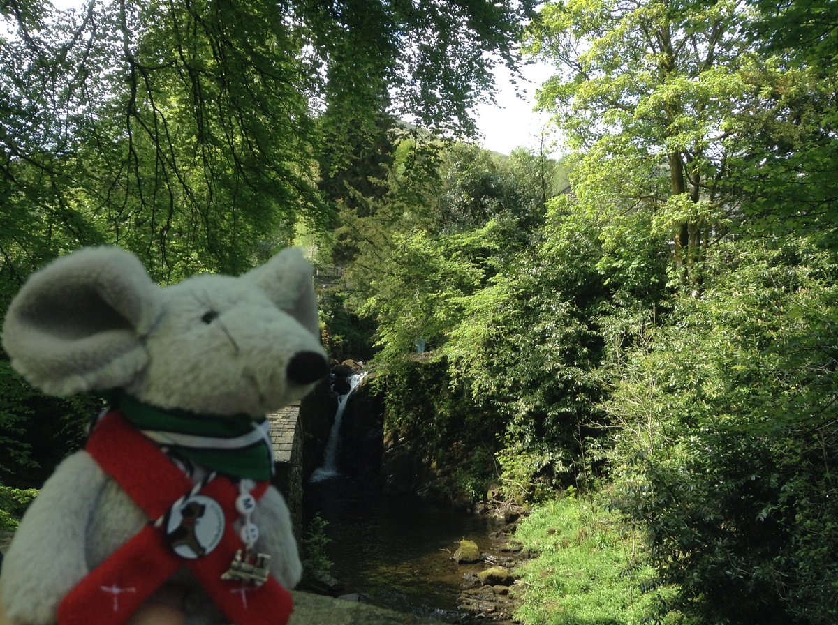 PaigntonPoet's tweet photo. #GreyMouse on the lookout
For dippers in a #Cumbrian stream
He may not spot them
As he's known to often daydream
@englishlakes #cumbriahour
Oh, and he's wearing his favourite @misheleneous bandana and scarf ❤ https://t.co/1PFdOSivyH