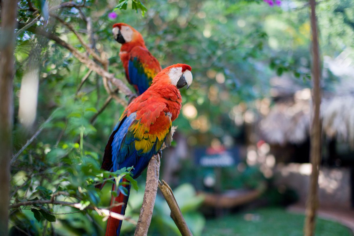 ¿Quién más disfruta de las siestas de media tarde?
