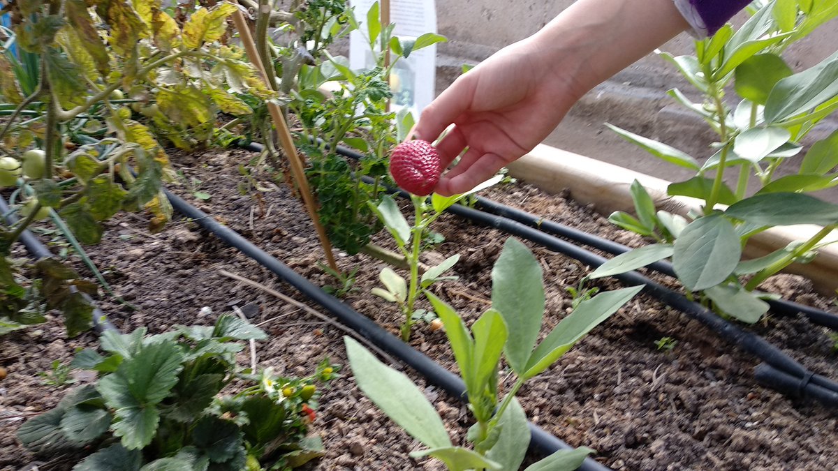 Nuevas cosechas y siembras en el huerto del centro. mestreacasa.gva.es/web/galiana_ju…