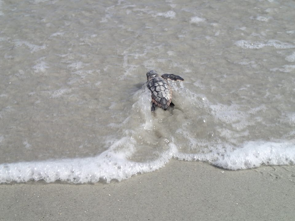 hiltonheadsc's tweet photo. RT if you've seen a sea turtle on #HiltonHeadIsland π’ π’ π’ #LowcountryLife #HHITurtleWeek
πΈ : Amy H. https://t.co/8Z88jfPQcM