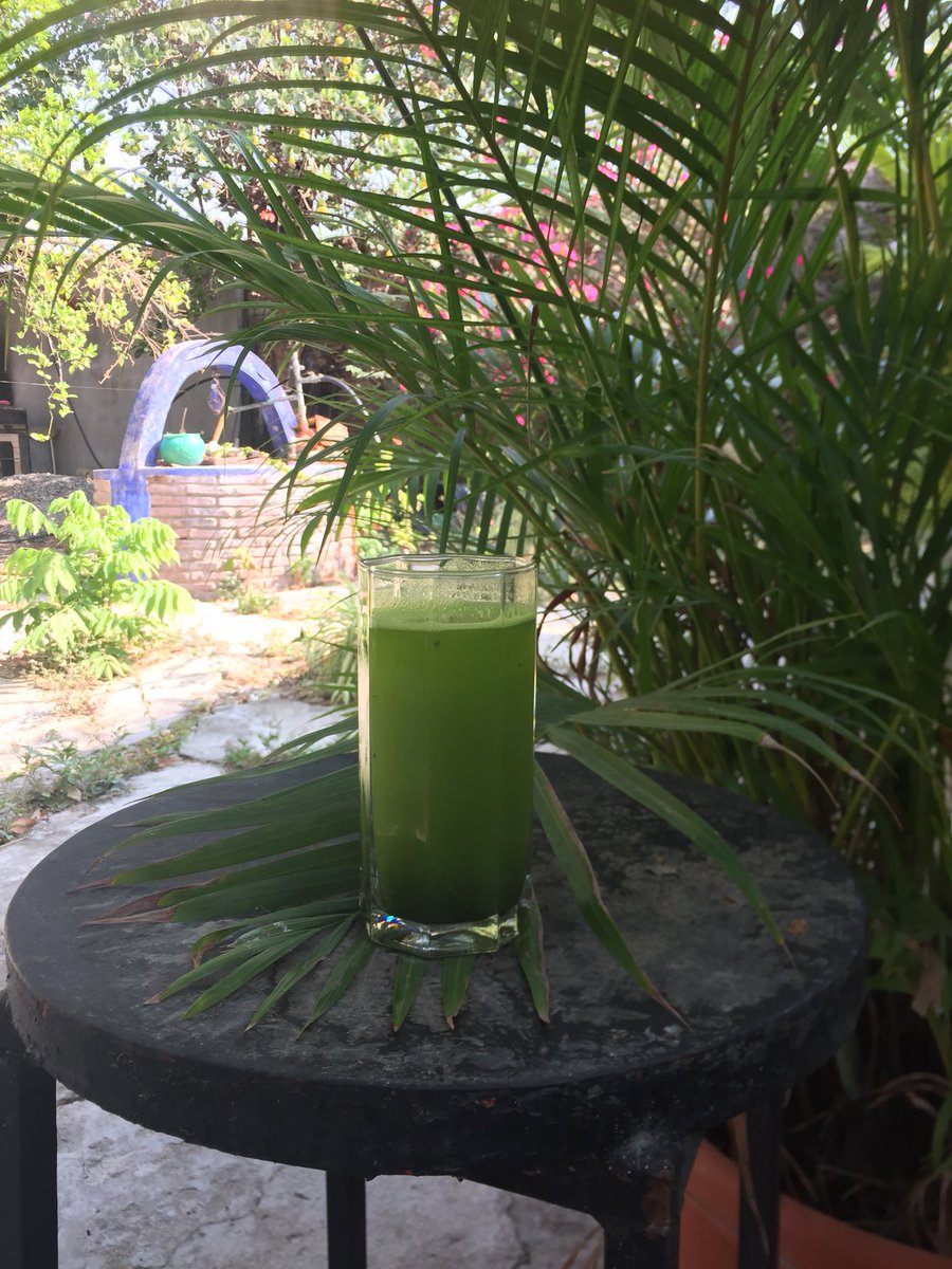 VerdeRinconcito's tweet photo. La chaya es una hoja que se da en lugares cálidos. Contiene vitaminas y minerales y puede ser consumida en licuados con limón y/o piña. 

¡Anímate a consumir una bebida refrescante y muy nutritiva! https://t.co/gwsoVFzzPA