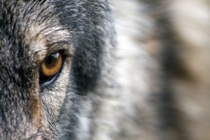 protectthewolve's tweet photo. Grazing Allotments opened early this year - #OpposeWelfareRanchingNotWolves #ProtectWolvesInWashington - 

It appears that no longer waiting until after June 1st for Putting calves out is a requirement. Opening early has placed small... - https://t.co/1iaeFg0Hds - https://t.co/RuxRfmcWT8