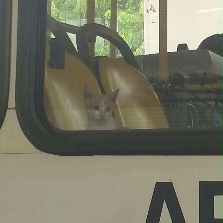 Dejaste ir al Michi solo al centro en autobús?!