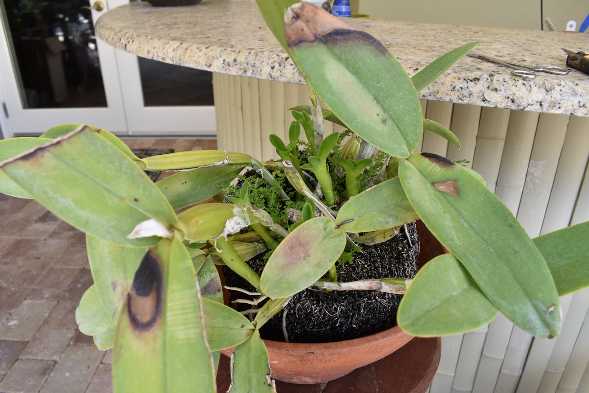 ConnieYurkus's tweet photo. Cattleya skinneri var coerulea was sitting on top of a shelf burning so I sat it on the ground in a very hot sunny spot and it has went crazy. All it needed was a quick weeding session. #orchids, #speciesorchid, #cattleya, #growinglikeaweed, #backyardorchids https://t.co/48NN1D714R
