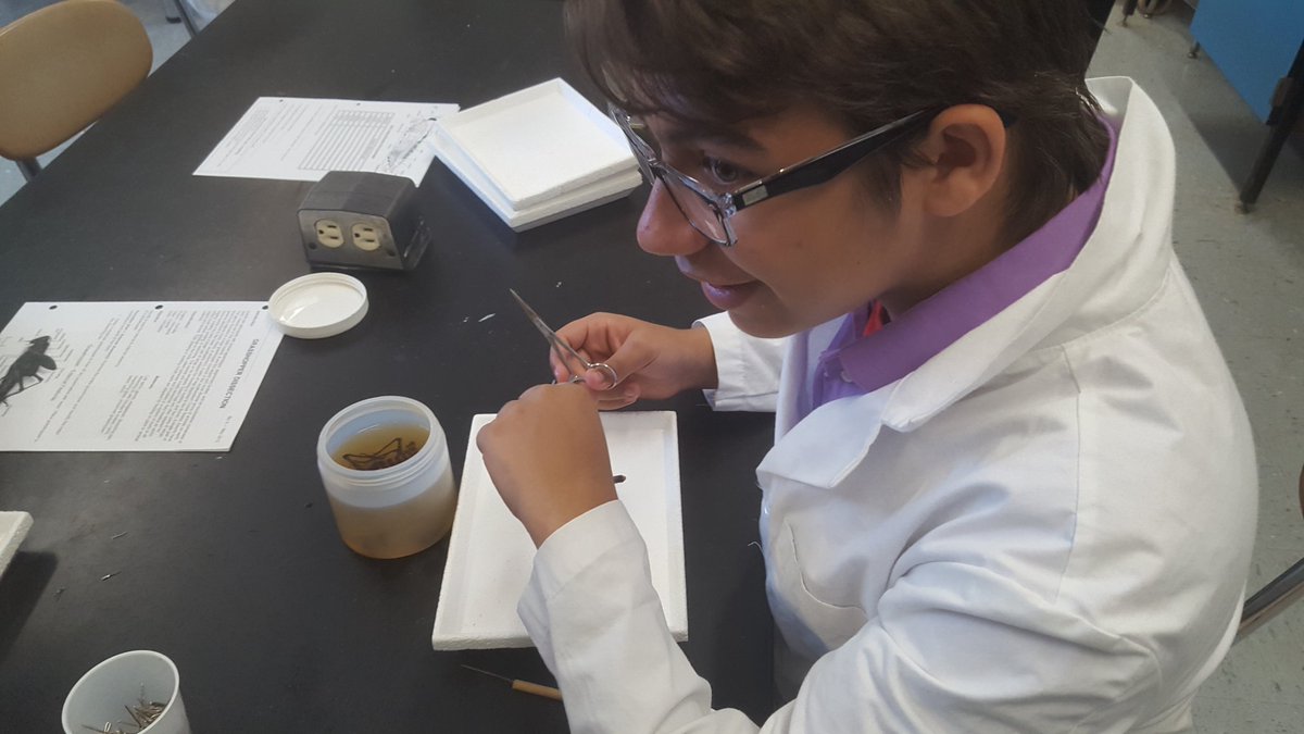 MrsFisher_Sci's tweet photo. More invertebrate investigations with #opsedu #opsbio https://t.co/IaZvgAE0Iu