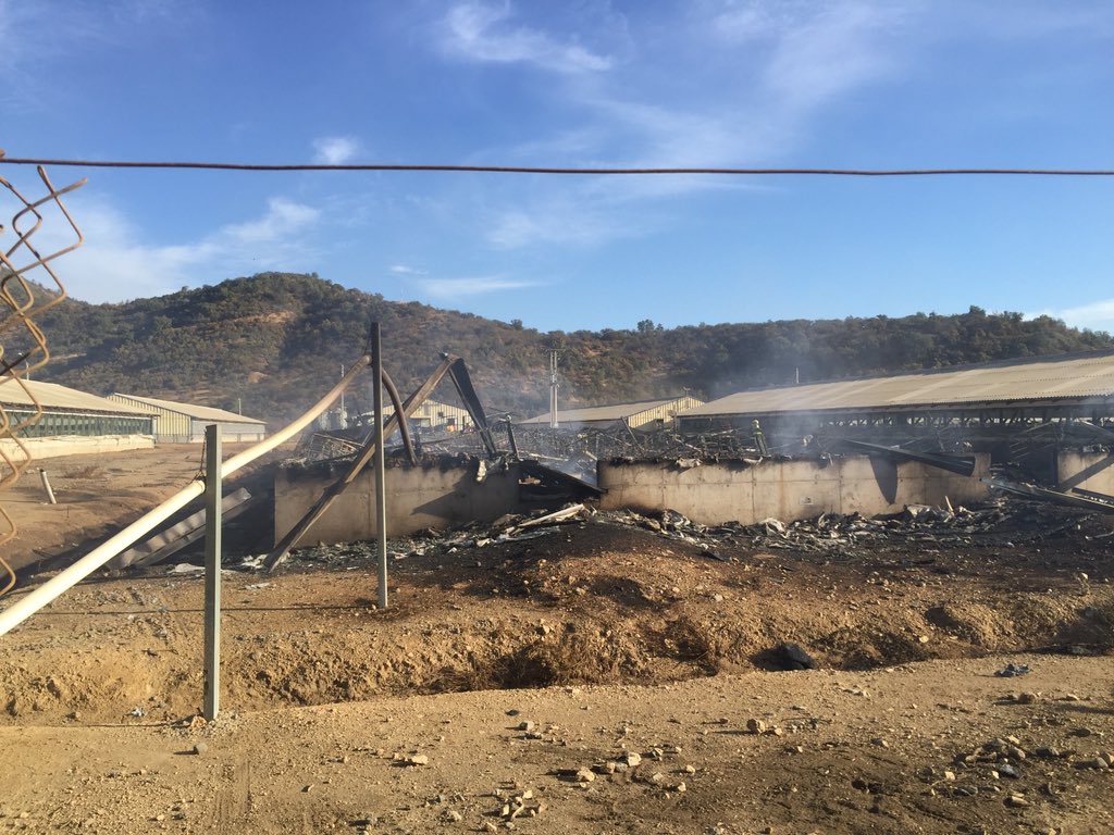 Hoy, en horas de la tarde nuestras máquinas B-1 y BX-1 trabajaron junto a B-2 y Z-0 en pabellón de cerdos (el cual se encontraba vacío) consumido en su totalidad por las llamas.
