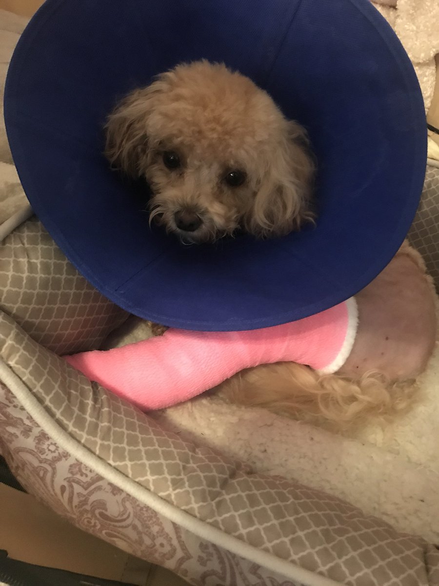 candicepatton's tweet photo. Zoë is out of surgery. She’s groggy but doing ok. Thanks for all the well wishes. 💜🐾 https://t.co/2FQhFjbbh4